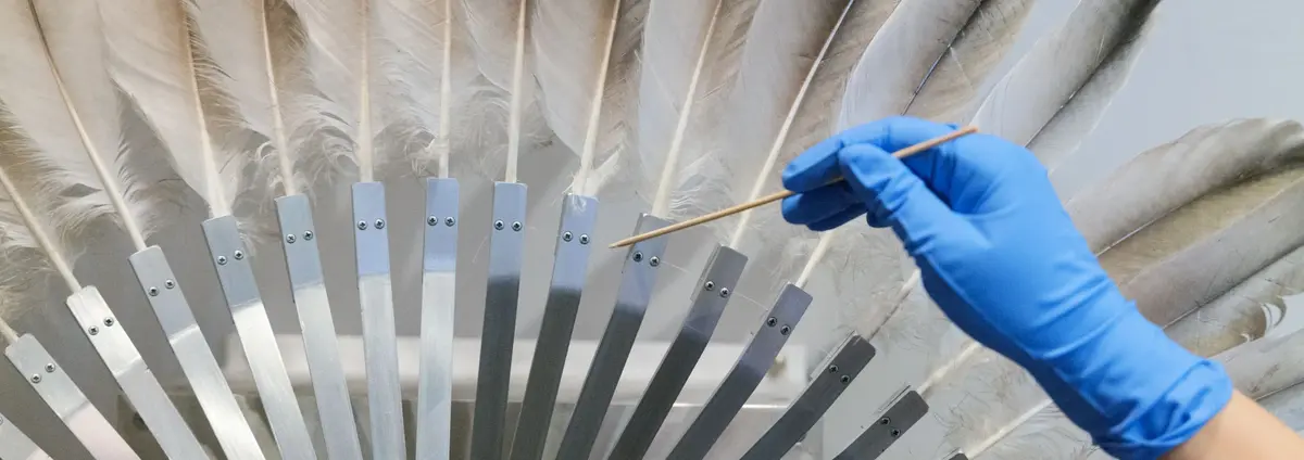 Zu sehen ist die Hand der Restauratorin beim Entstauben einer Feder an dem Werk "Silver Crane" von Rebecca Horn aus dem Jahr 1984. Das kinetische Werk besteht aus einem Federkranz aus Kranichfedern, die von einem Motor betrieben sich öffnen und schließen.