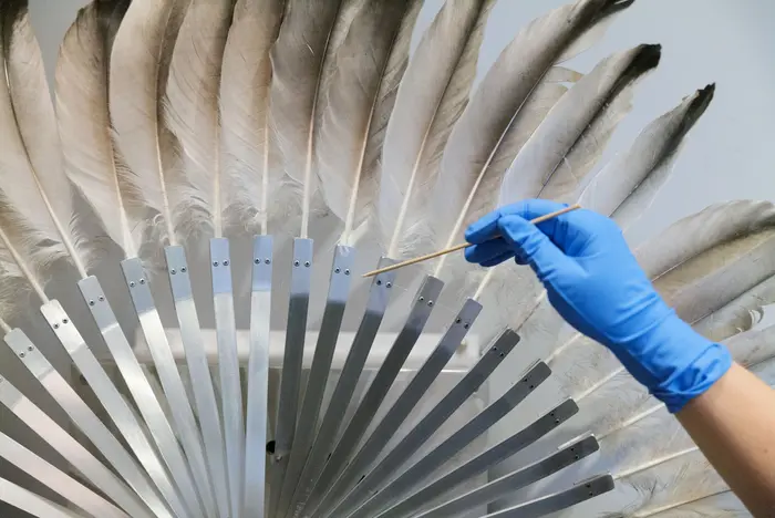Zu sehen ist die Hand der Restauratorin beim Entstauben einer Feder an dem Werk "Silver Crane" von Rebecca Horn aus dem Jahr 1984. Das kinetische Werk besteht aus einem Federkranz aus Kranichfedern, die von einem Motor betrieben sich öffnen und schließen.