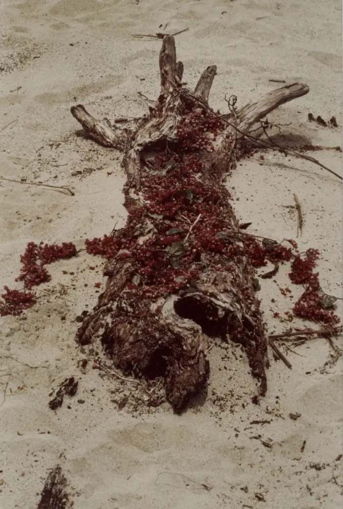 Ein mit dunkelroten Beeren behangener Ast auf sandigem Boden gibt eine menschliche Silhouette wider.