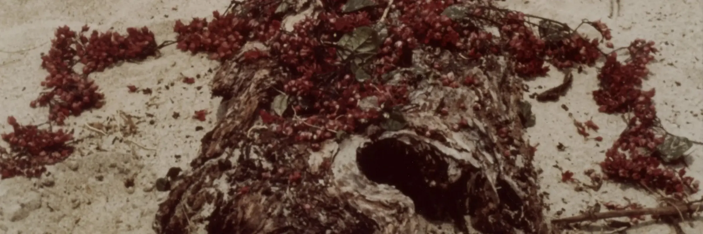 Ein mit dunkelroten Beeren behangener Ast auf sandigem Boden gibt eine menschliche Silhouette wider.