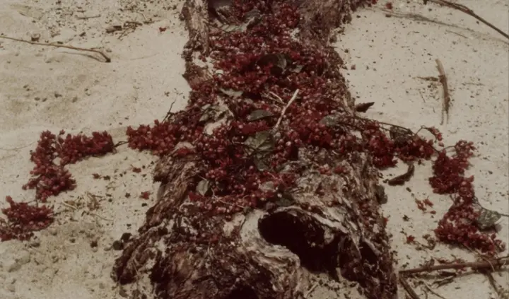 Ana Mendieta, Árbol de la Vida I, 1976