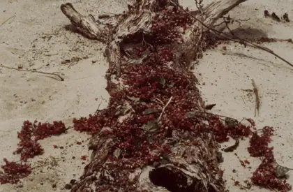 Ein mit dunkelroten Beeren behangener Ast auf sandigem Boden gibt eine menschliche Silhouette wider.