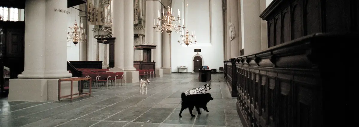 Bojan Šarčević, Il semble que l’animal est dans le monde comme l’eau dans l’eau (Videostill), 1999